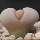 Die "Geburt " eines neuen Lithops