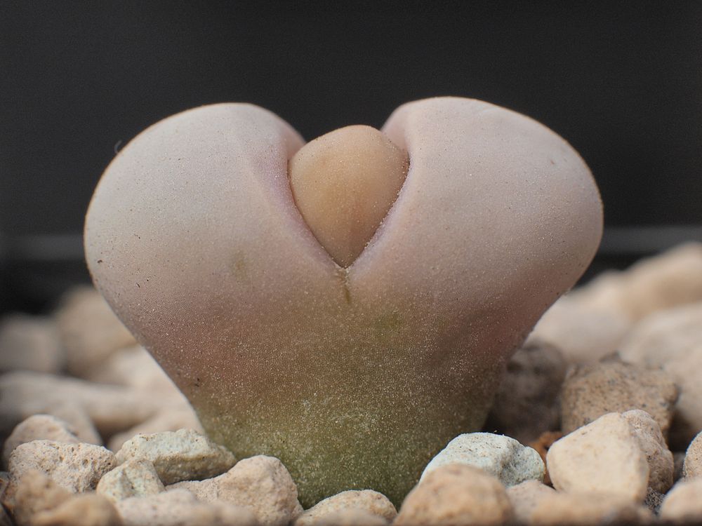 Die "Geburt " eines neuen Lithops