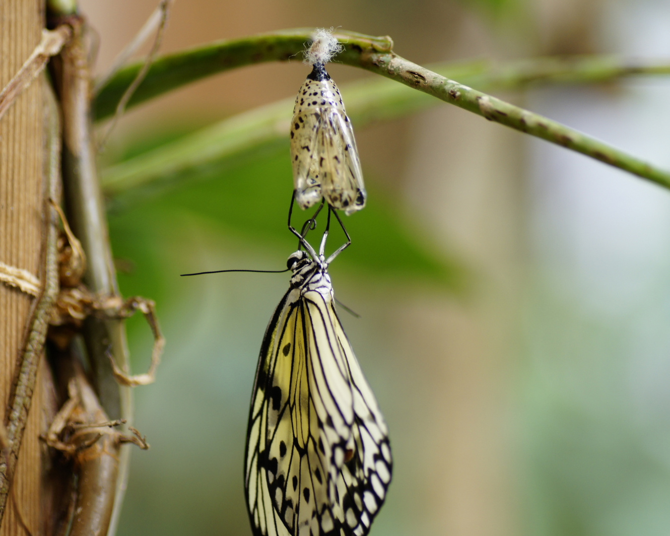 Die Geburt eines Schmetterlings