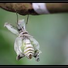 Die Geburt eines Schmetterlings