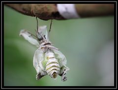 Die Geburt eines Schmetterlings