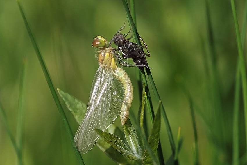 Die Geburt - Gefleckte Heidelibelle (Sympetrum flaveolum)