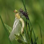 Die Geburt - Gefleckte Heidelibelle (Sympetrum flaveolum)