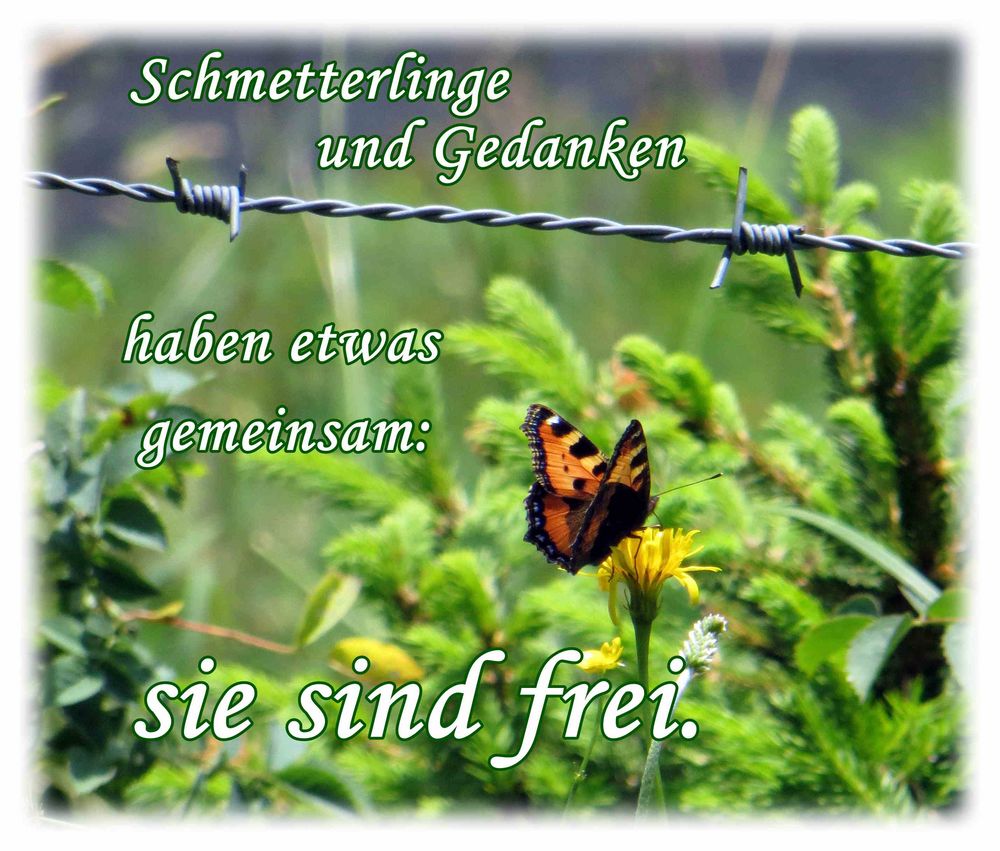 Die gedanken sind Frei Foto & Bild naturkreativ, aufnahmetechniken