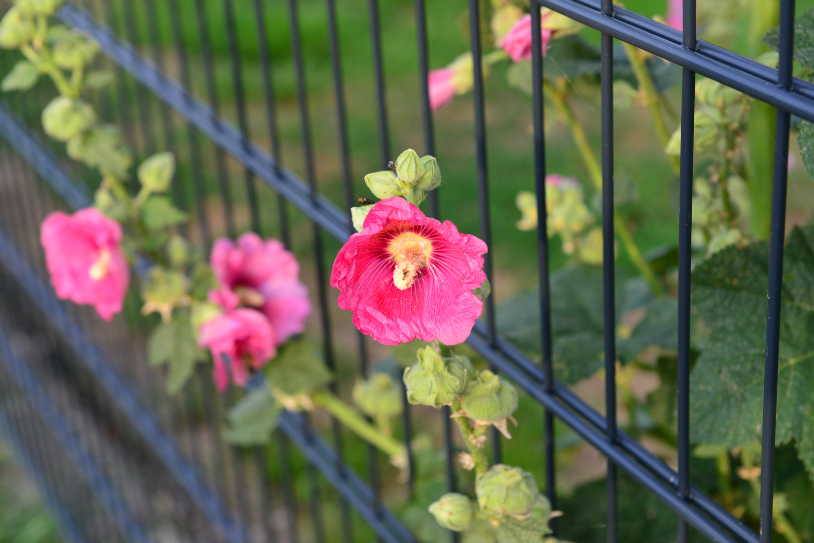 "Die Gedanken sind frei!"...nicht nur sie,- wie man sieht, auch die Blumen.