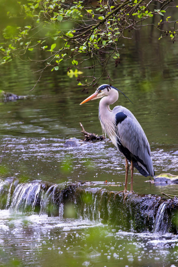 Die Geduld des Reihers / The patience of the heron