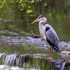 Die Geduld des Reihers / The patience of the heron