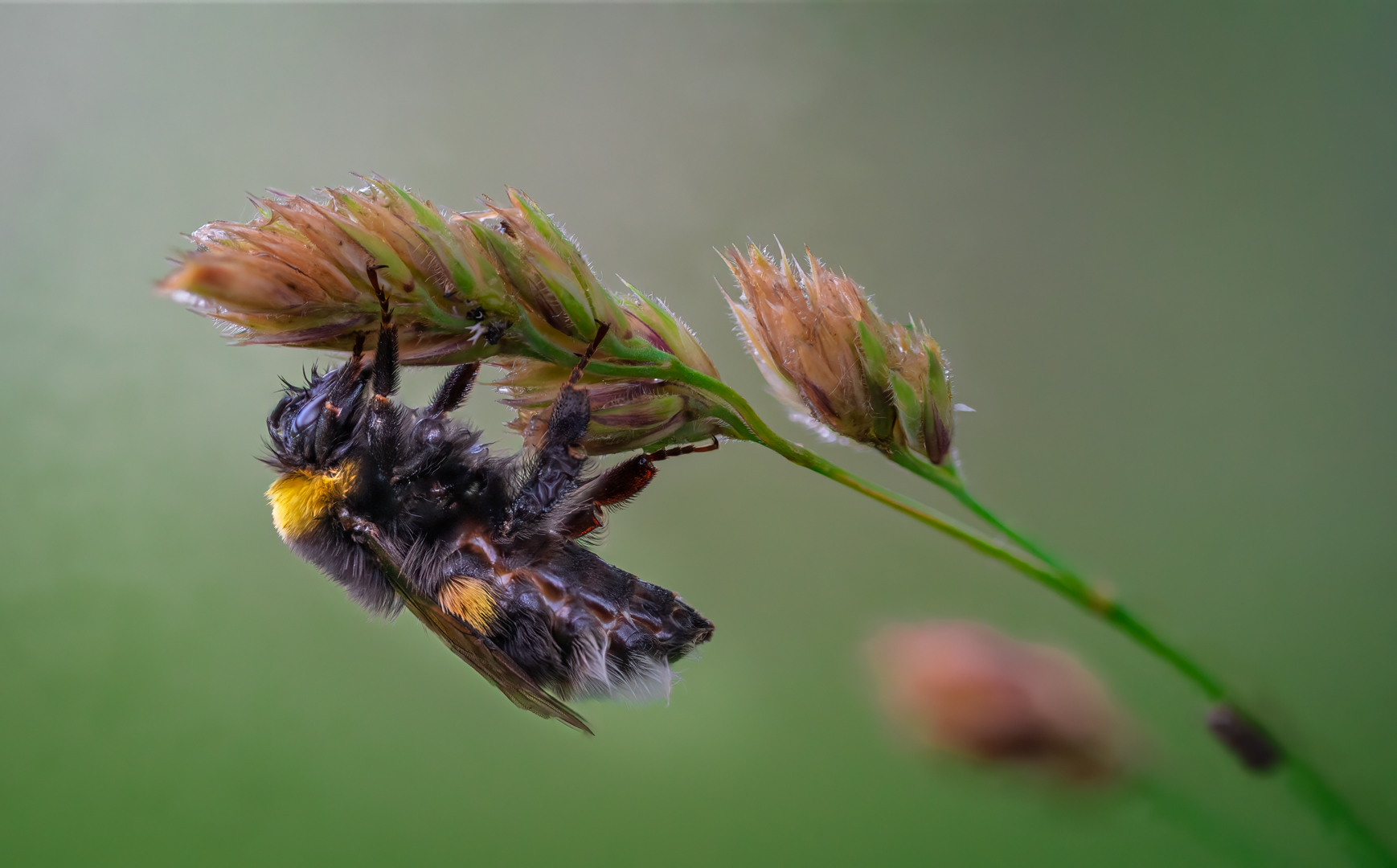 Die geduschte Hummel