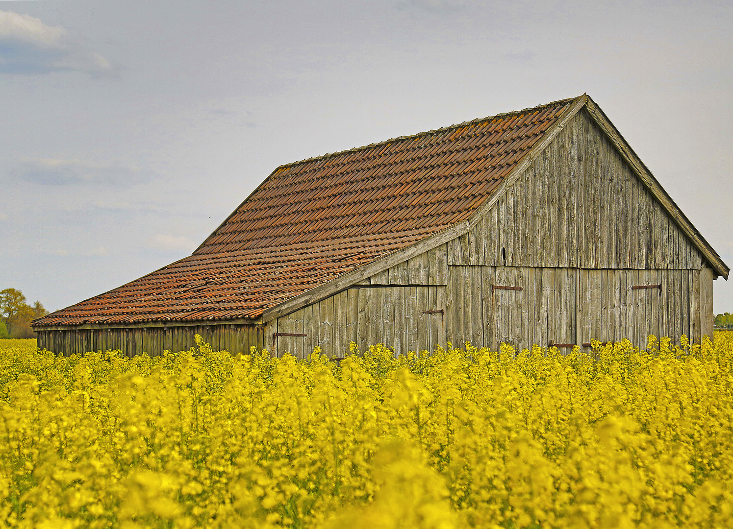 Die Geest in Yellow Foto & Bild landschaft, kulturlandschaften