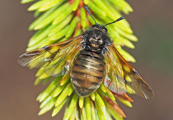 Die gefährdete Keulhornblattwespe (Abia aenea) ...