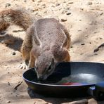 Die gefährlichsten Tiere der Kalahari