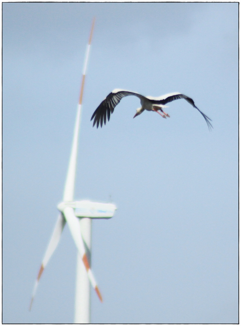 Die Gefahr für alle Vögel