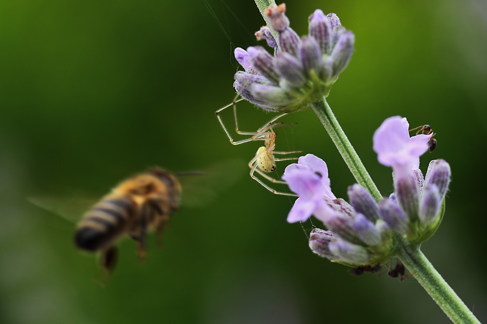 die Gefahr lauert am Lavendel