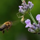 die Gefahr lauert am Lavendel