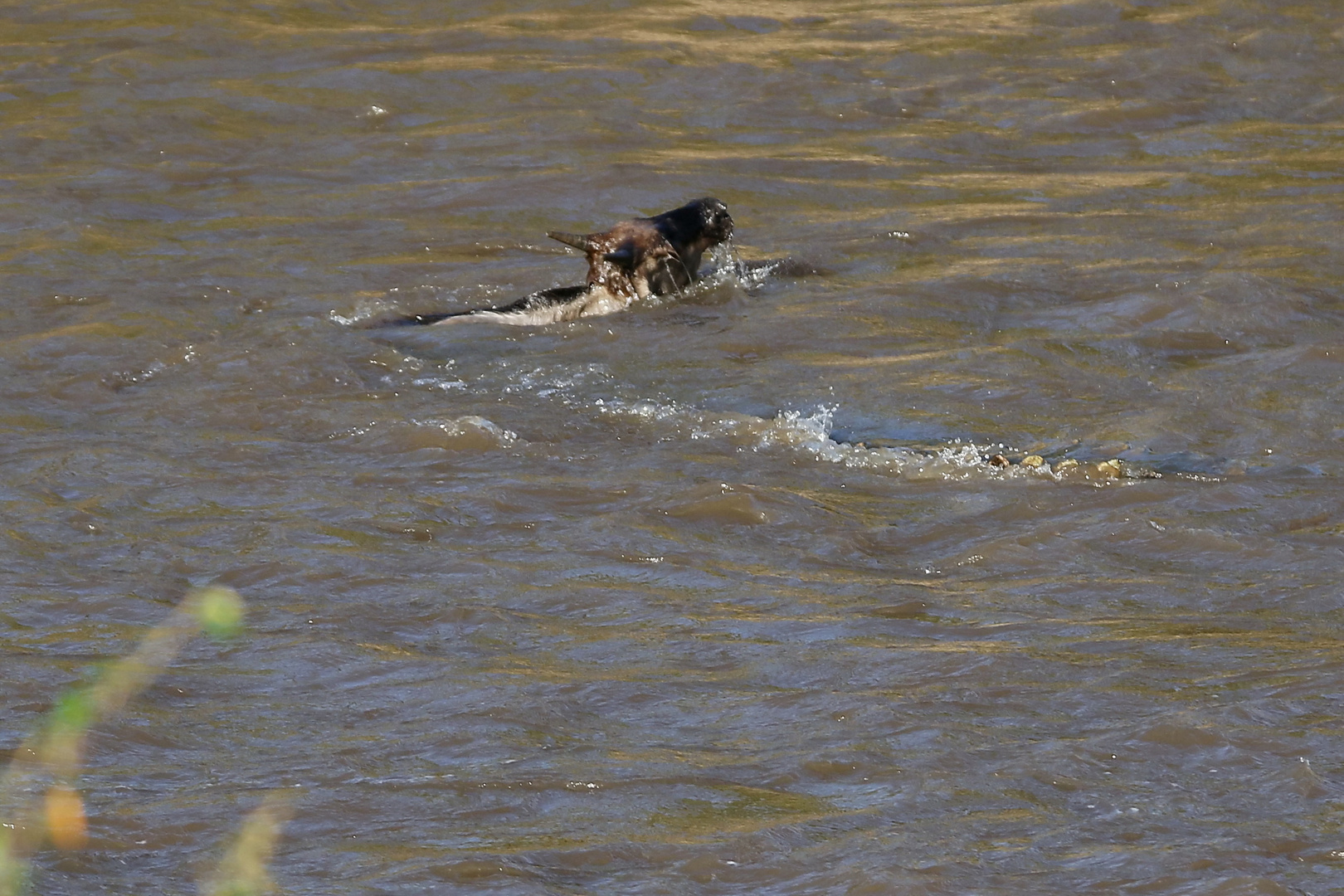 ....die Gefahr lauert Unterwasser..(Doku)....