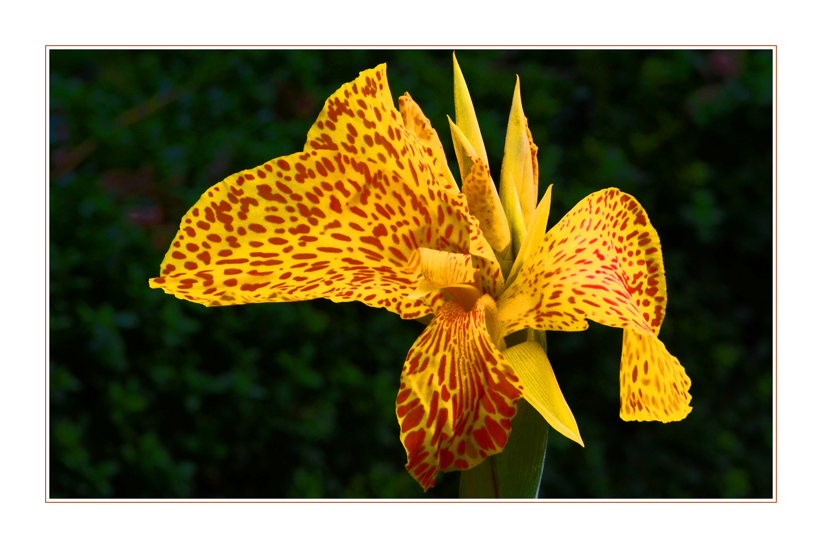 die Gefleckte Canna generalis