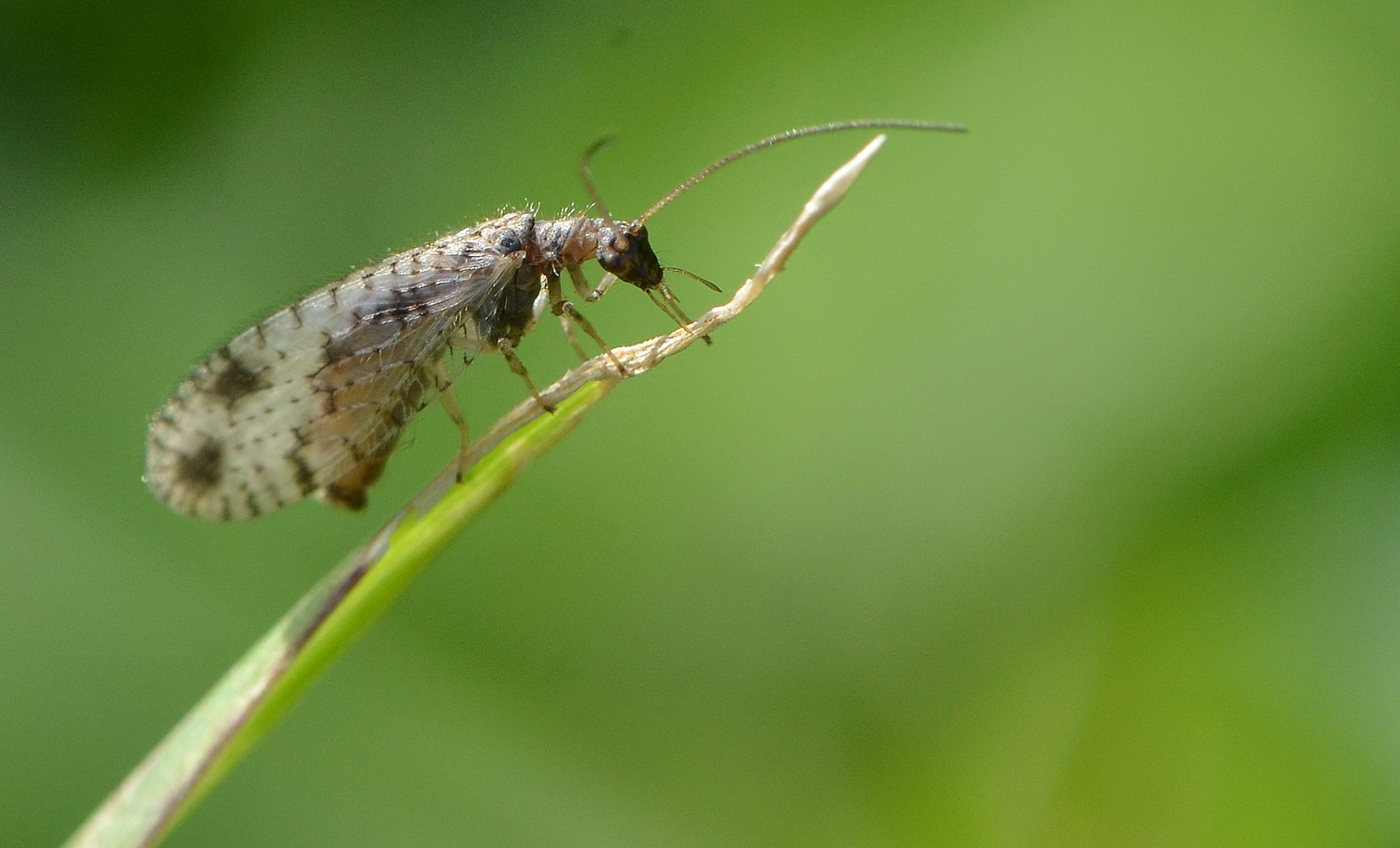 Die Gefleckte Taghafte ( Micromus Variegtus )