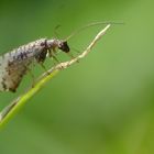 Die Gefleckte Taghafte ( Micromus Variegtus )