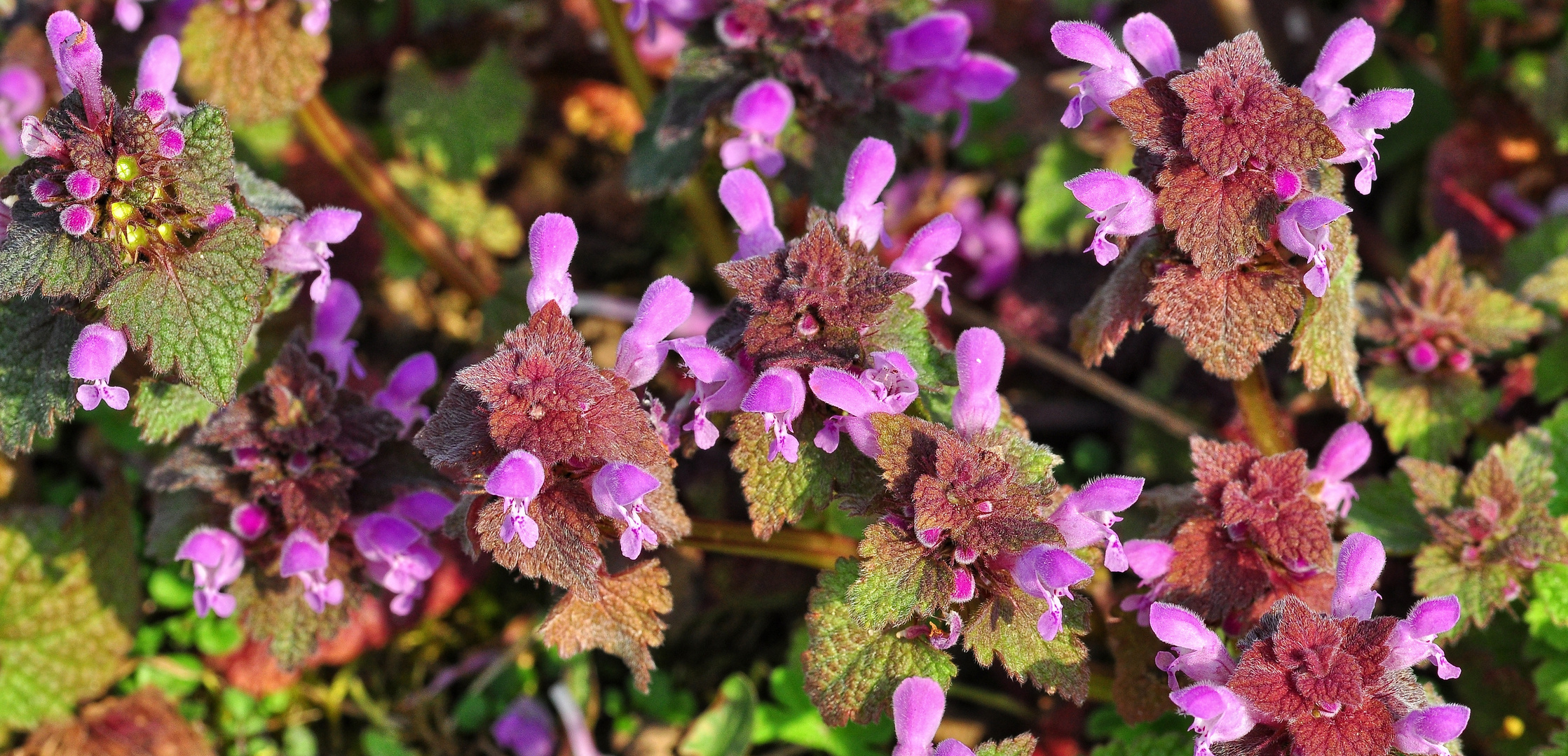 Die Gefleckte Taubnessel (Lamium maculatum)..... Foto & Bild | makro ...