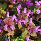  Die Gefleckte Taubnessel (Lamium maculatum).....