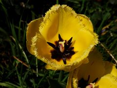 Die gefransten gelben Tulpen blühen (Fringed Golden Apeldoorn)