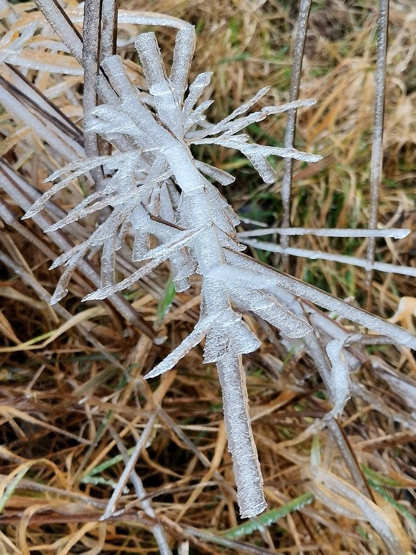 Die GEFRORENE NATUR gibt schon tolle Bilder...