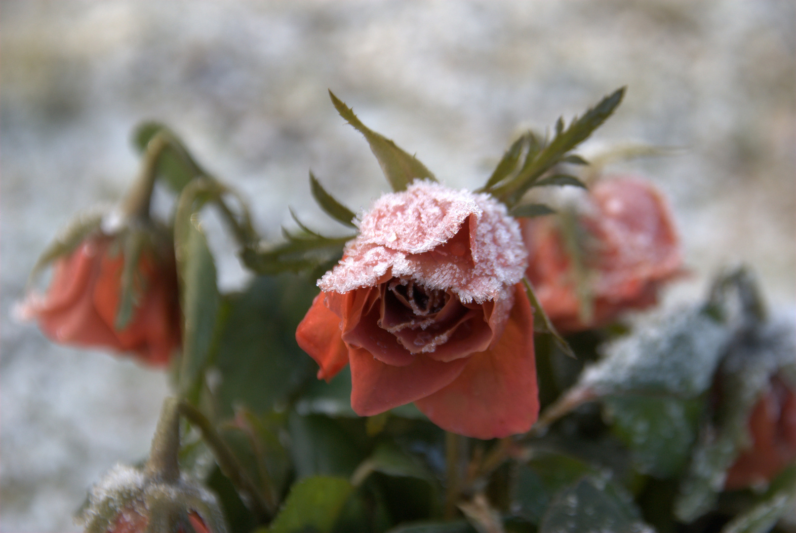Die gefrorene Rose:)