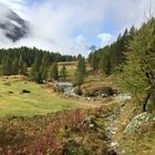 Die Gegend der Fafleralp (1787 m). - Dans cette région je trouve beaucoup d'insectes ... 