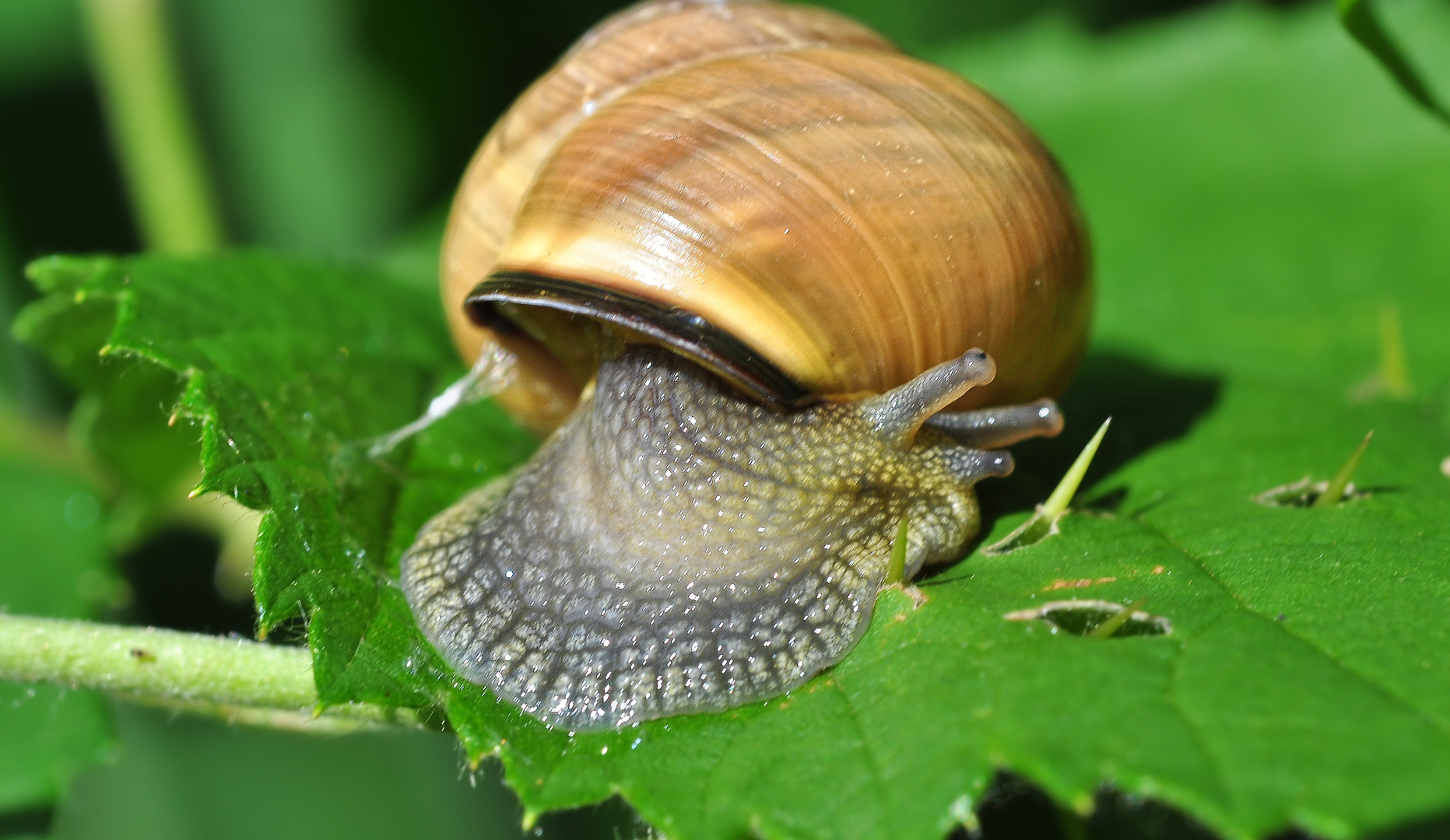 Die Gehäuseschnecke.....