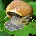 Die Gehäuseschnecke.....