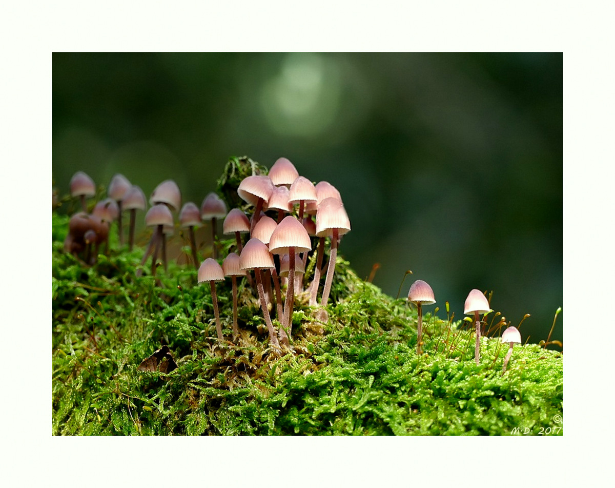 Die geheime Welt der kleinen Pilze