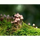Die geheime Welt der kleinen Pilze