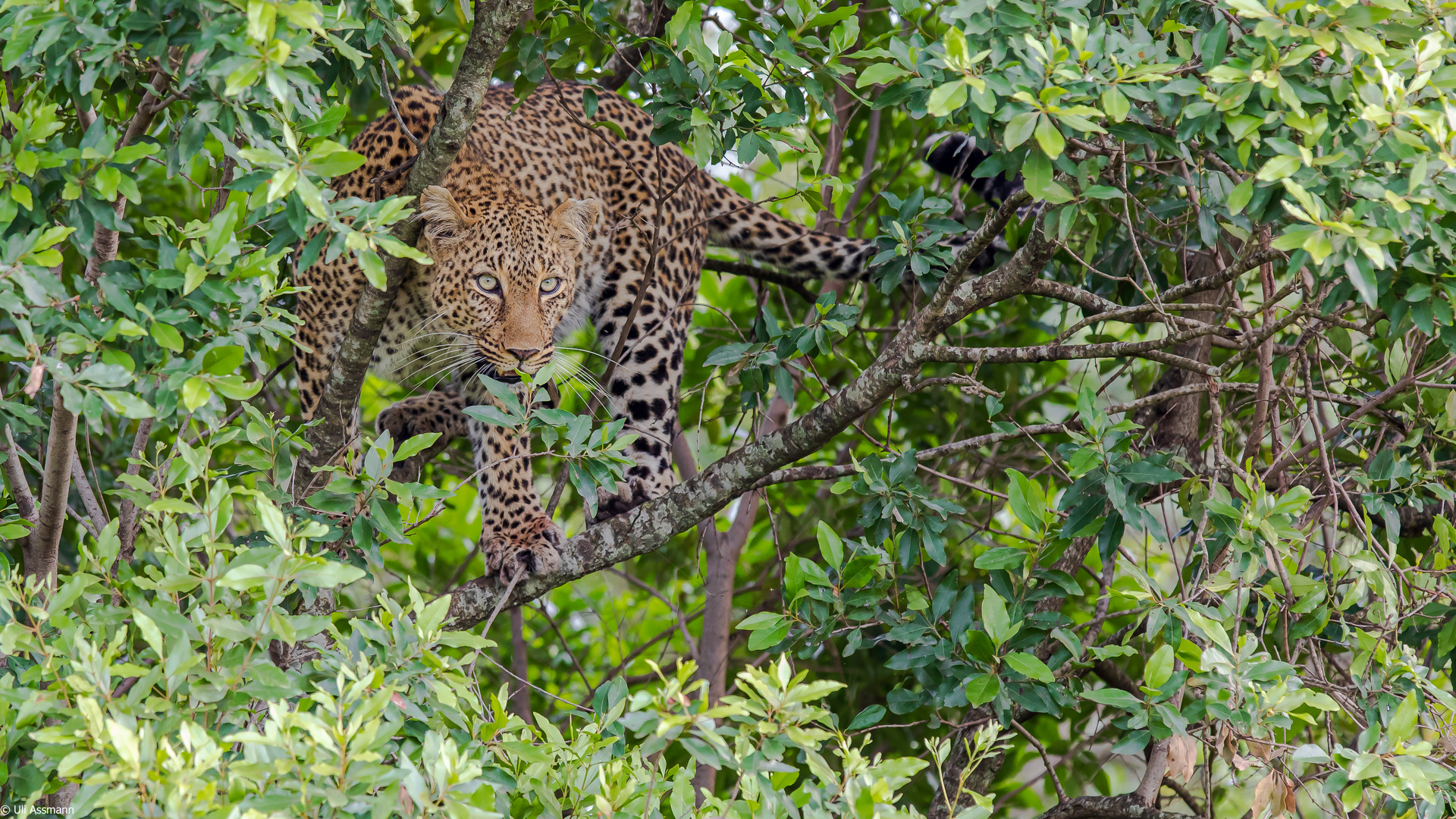 Die geheimnisvolle Leopardin..