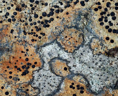 Die geheimnisvolle Welt der Flechten ...