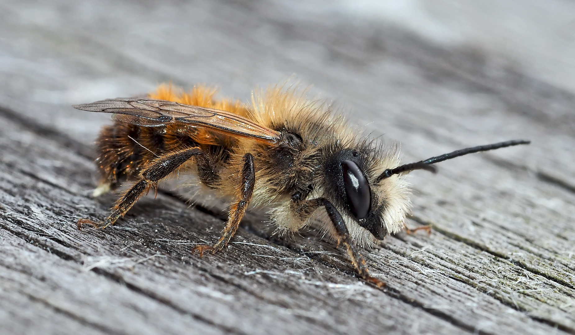 Die Gehörnte Mauerbiene, eine Solitärbiene (Osmia cornuta) - L'Osmie cornue.