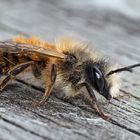 Die Gehörnte Mauerbiene, eine Solitärbiene (Osmia cornuta) - L'Osmie cornue.