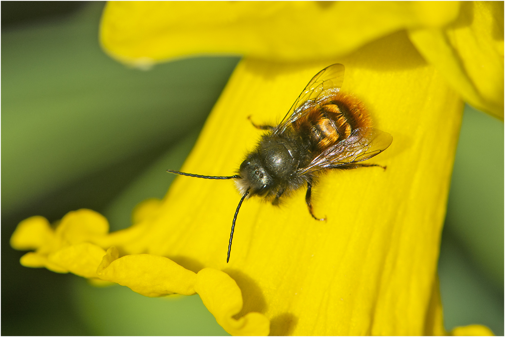 Die Gehörnte Mauerbiene (Osmia cornuta) . . .