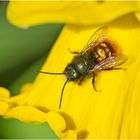 Die Gehörnte Mauerbiene (Osmia cornuta) . . .