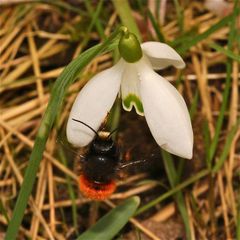 Die Gehörnte Mauerbiene - Osmia cornuta, ein Männchen