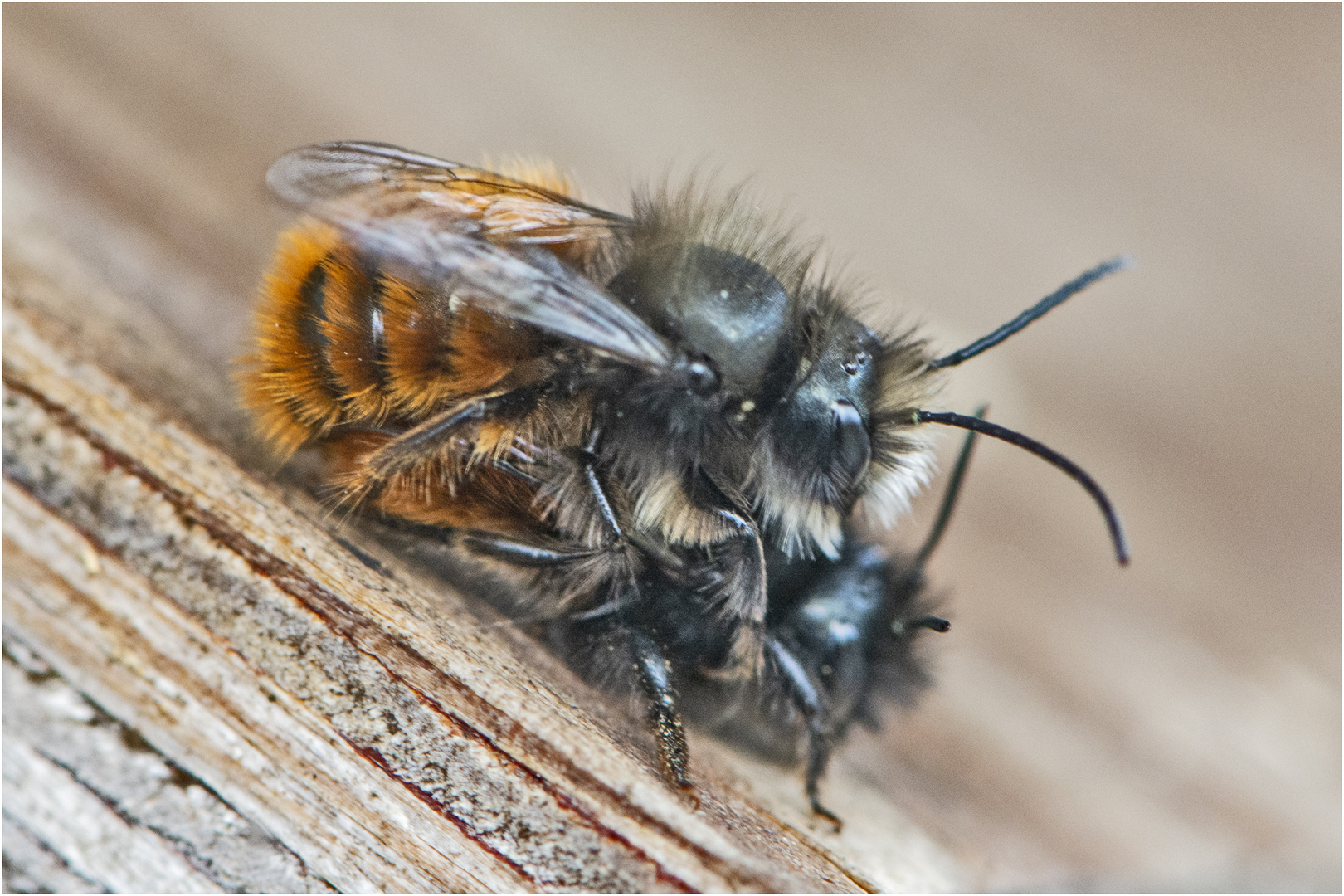 Die Gehörnten Mauerbienen bei der . . .