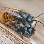 Die Gehörnten Mauerbienen bei der . . .