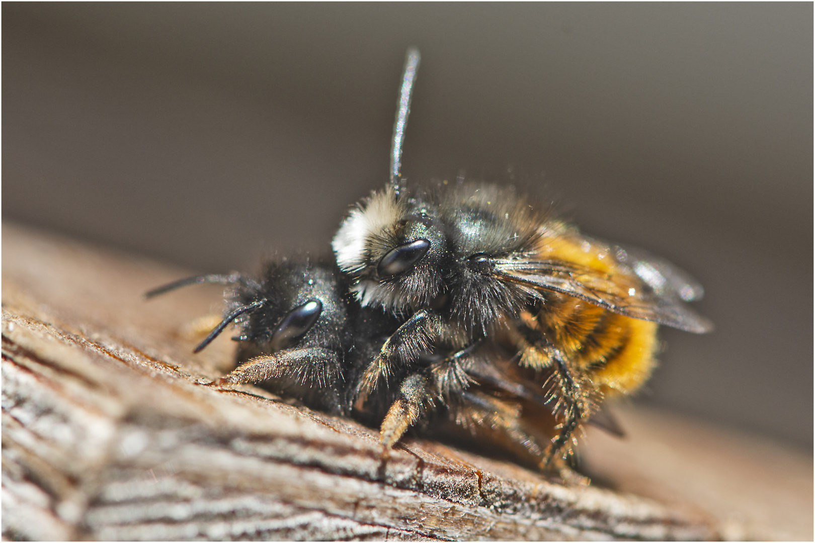 Die Gehörnten Mauerbienen (Osmia cornuta) . . .