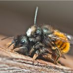 Die Gehörnten Mauerbienen (Osmia cornuta) . . .