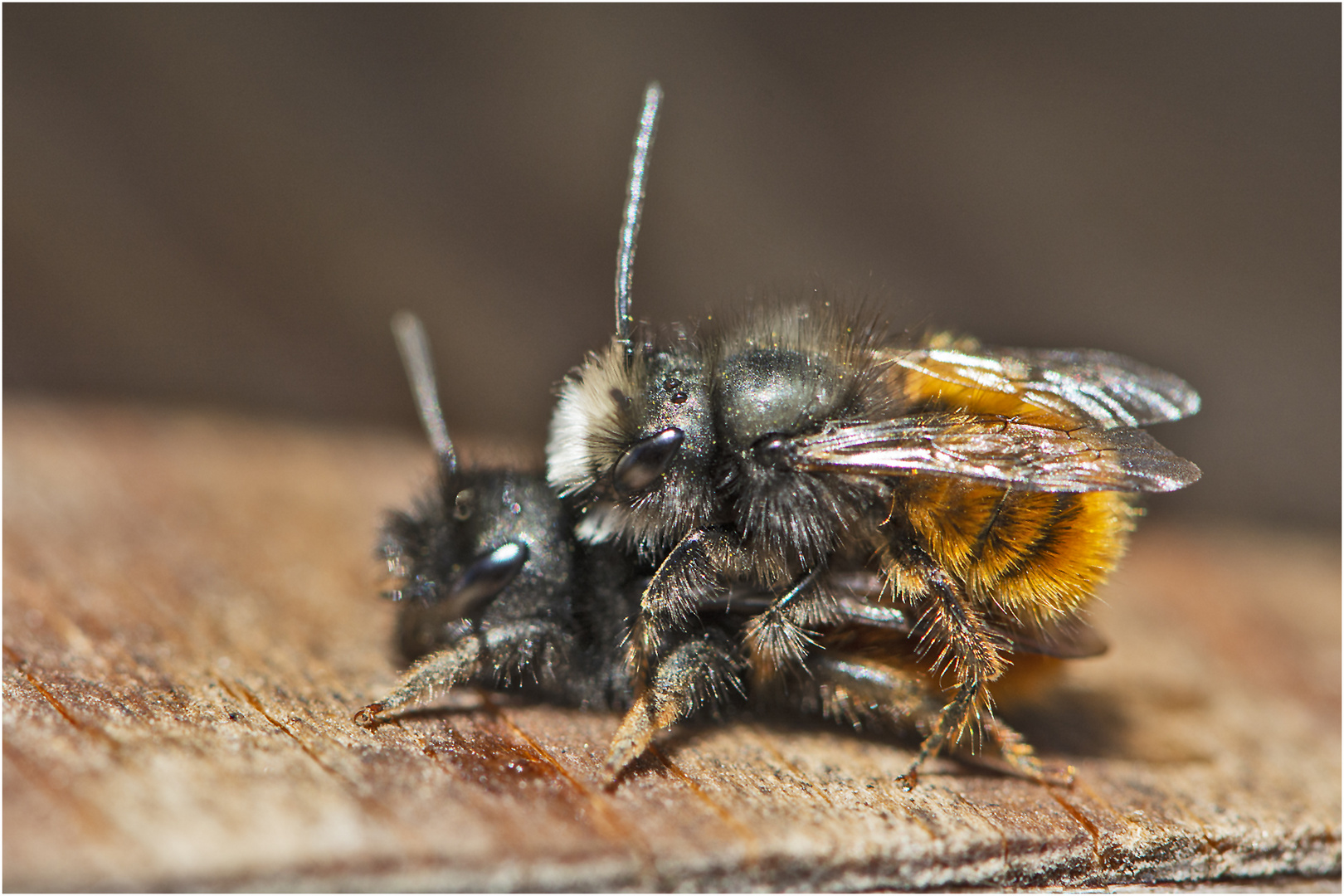 Die Gehörnten Mauerbienen (Osmia cornuta) . . .