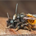 Die Gehörnten Mauerbienen (Osmia cornuta) . . .