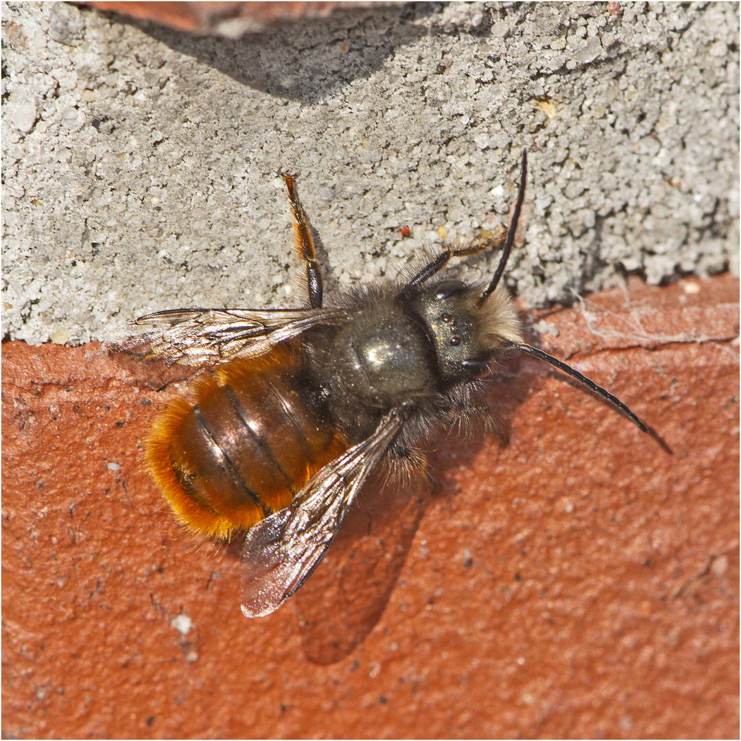 Die Gehörnten Mauerbienen (Osmia cornuta) . . .