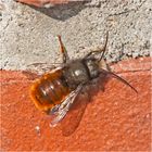 Die Gehörnten Mauerbienen (Osmia cornuta) . . .