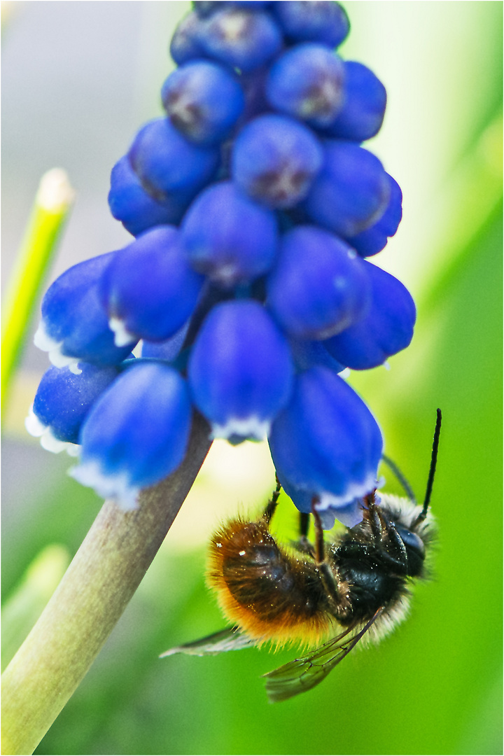 Die Gehörnten Mauerbienen sind . . .