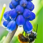 Die Gehörnten Mauerbienen sind . . .