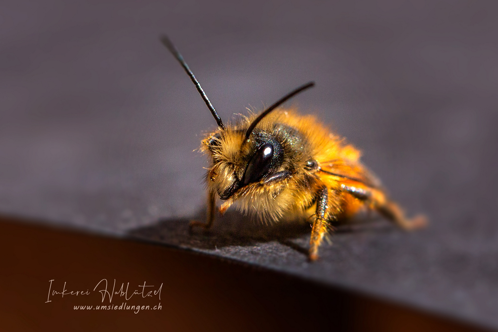 die gehörtne Mauerbiene (Osmia cornuta)